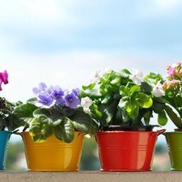 10 растений, которые принесут в Ваш дом любовь